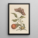 Dissertation sur la génération et les transformations des insectes de Surinam Pl46 - Maria Sibylla Merian — framed artwork on a wall