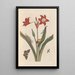 Dissertation on the generation and transformations of insects from Suriname Pl47 - Maria Sibylla Merian — framed artwork on a wall
