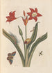 Dissertation on the generation and transformations of insects from Suriname Pl47 - Maria Sibylla Merian — artwork view