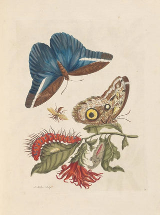 Maria Sibylla Merian - Dissertation sur la generation et les transformations des insectes de Surinam Pl48.webp