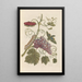 Dissertation on the generation and transformations of insects from Suriname Pl49 - Maria Sibylla Merian — framed artwork on a wall