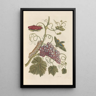 Maria Sibylla Merian - Dissertation sur la generation et les transformations des insectes de Surinam Pl49.webp