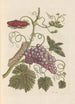 Dissertation on the generation and transformations of insects from Suriname Pl49 - Maria Sibylla Merian — artwork view