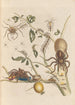 Dissertation on the generation and transformations of insects from Suriname Pl50 - Maria Sibylla Merian — artwork view