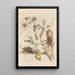 Dissertation on the generation and transformations of insects from Suriname Pl50 - Maria Sibylla Merian — framed artwork on a wall