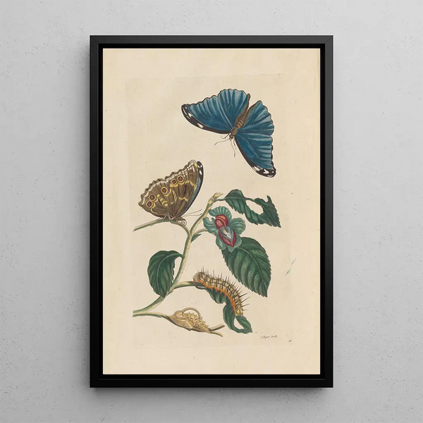 Dissertation sur la génération et les transformations des insectes de Surinam Pl51 - Maria Sibylla Merian — framed artwork on a wall