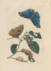 Dissertation sur la génération et les transformations des insectes de Surinam Pl51 - Maria Sibylla Merian — artwork view