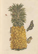 Dissertation on the generation and transformations of insects from Suriname Pl52 - Maria Sibylla Merian — artwork view