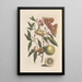 Dissertation sur la génération et les transformations des insectes de Surinam Pl53 - Maria Sibylla Merian — framed artwork on a wall