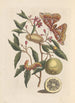 Dissertation sur la génération et les transformations des insectes de Surinam Pl53 - Maria Sibylla Merian — artwork view