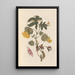 Dissertation on the generation and transformations of insects from Suriname Pl54 - Maria Sibylla Merian — framed artwork on a wall