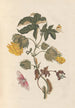 Dissertation on the generation and transformations of insects from Suriname Pl54 - Maria Sibylla Merian — artwork view