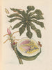 Dissertation sur la génération et les transformations des insectes de Surinam Pl55 - Maria Sibylla Merian — artwork view
