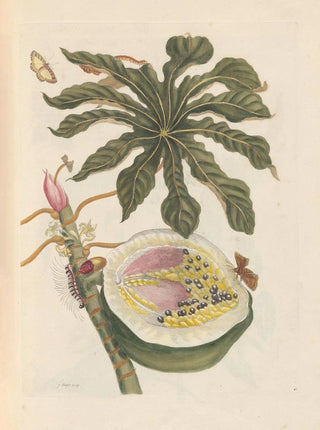 Maria Sibylla Merian - Dissertation sur la generation et les transformations des insectes de Surinam Pl55.webp