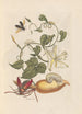 Dissertation on the generation and transformations of insects from Suriname Pl56 - Maria Sibylla Merian — artwork view
