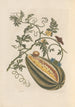 Dissertation sur la génération et les transformations des insectes de Surinam Pl57 - Maria Sibylla Merian — artwork view