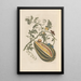 Dissertation sur la génération et les transformations des insectes de Surinam Pl57 - Maria Sibylla Merian — framed artwork on a wall