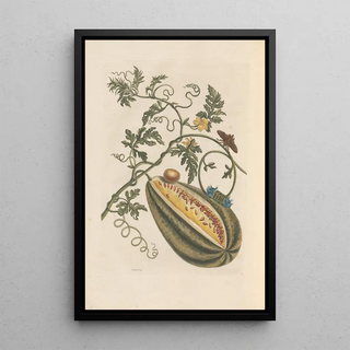 Maria Sibylla Merian - Dissertation sur la generation et les transformations des insectes de Surinam Pl57.webp