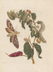 Dissertation on the generation and transformations of insects from Suriname Pl58 - Maria Sibylla Merian — artwork view