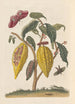Dissertation on the generation and transformations of insects from Suriname Pl59 - Maria Sibylla Merian — artwork view