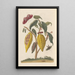 Dissertation on the generation and transformations of insects from Suriname Pl59 - Maria Sibylla Merian — framed artwork on a wall
