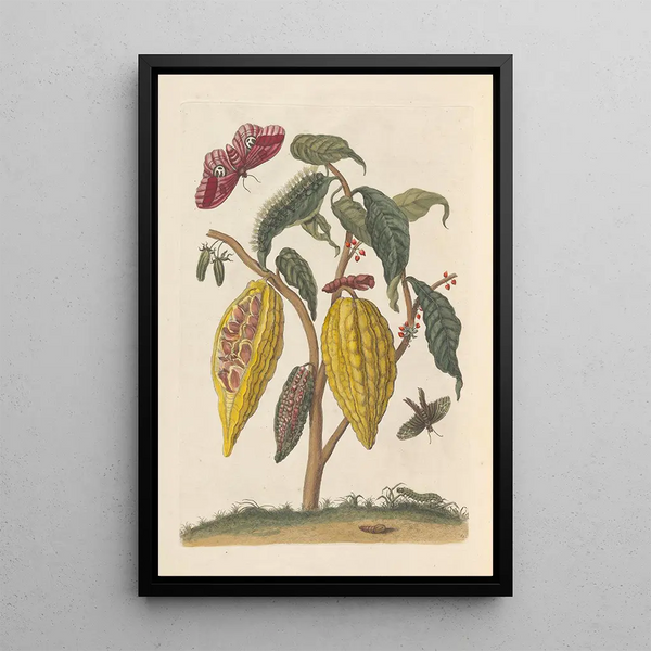 Dissertation on the generation and transformations of insects from Suriname Pl59 - Maria Sibylla Merian — framed artwork on a wall
