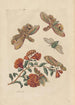 Dissertation on the generation and transformations of insects from Suriname Pl60 - Maria Sibylla Merian — artwork view