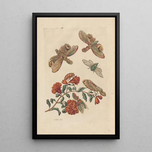 Dissertation on the generation and transformations of insects from Suriname Pl60 - Maria Sibylla Merian — framed artwork on a wall