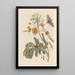 Dissertation sur la génération et les transformations des insectes de Surinam Pl61 - Maria Sibylla Merian — framed artwork on a wall