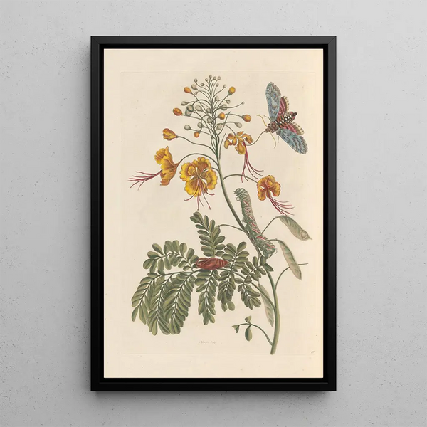 Dissertation sur la génération et les transformations des insectes de Surinam Pl61 - Maria Sibylla Merian — framed artwork on a wall