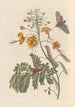 Dissertation sur la génération et les transformations des insectes de Surinam Pl61 - Maria Sibylla Merian — artwork view