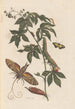 Dissertation sur la génération et les transformations des insectes de Surinam Pl62 - Maria Sibylla Merian — artwork view
