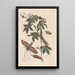 Dissertation sur la génération et les transformations des insectes de Surinam Pl62 - Maria Sibylla Merian — framed artwork on a wall