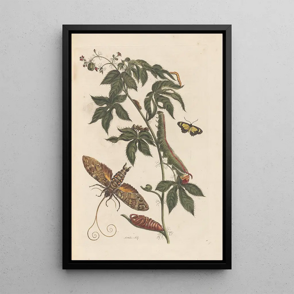 Dissertation sur la génération et les transformations des insectes de Surinam Pl62 - Maria Sibylla Merian — framed artwork on a wall