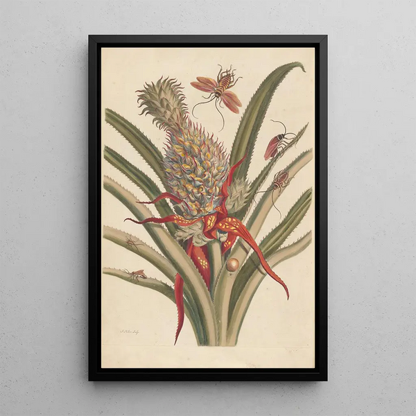 Dissertation on the generation and transformations of insects from Suriname Pl64 - Maria Sibylla Merian — framed artwork on a wall