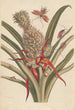 Dissertation on the generation and transformations of insects from Suriname Pl64 - Maria Sibylla Merian — artwork view