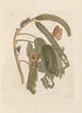 Dissertation on the generation and transformations of insects from Suriname Pl65 - Maria Sibylla Merian — artwork view