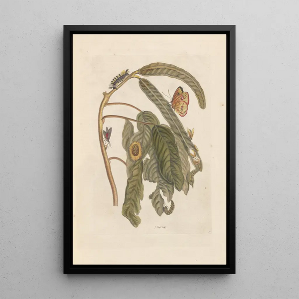 Dissertation on the generation and transformations of insects from Suriname Pl65 - Maria Sibylla Merian — framed artwork on a wall