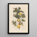 Dissertation sur la génération et les transformations des insectes de Surinam Pl66 - Maria Sibylla Merian — framed artwork on a wall
