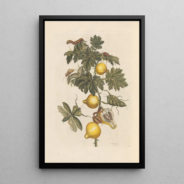 Dissertation sur la génération et les transformations des insectes de Surinam Pl66 - Maria Sibylla Merian — framed artwork on a wall