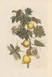 Dissertation sur la génération et les transformations des insectes de Surinam Pl66 - Maria Sibylla Merian — artwork view