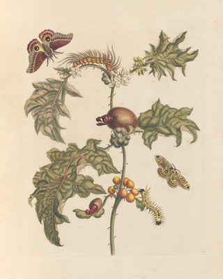 Maria Sibylla Merian - Dissertation sur la generation et les transformations des insectes de Surinam Pl67.webp