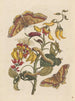 Dissertation on the generation and transformations of insects from Suriname Pl68 - Maria Sibylla Merian — artwork view