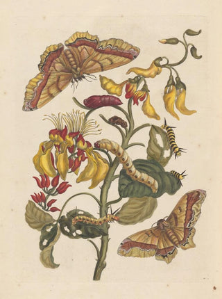 Maria Sibylla Merian - Dissertation sur la generation et les transformations des insectes de Surinam Pl68.webp
