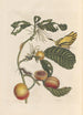 Dissertation on the generation and transformations of insects from Suriname Pl69 - Maria Sibylla Merian — artwork view