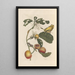 Dissertation on the generation and transformations of insects from Suriname Pl69 - Maria Sibylla Merian — framed artwork on a wall