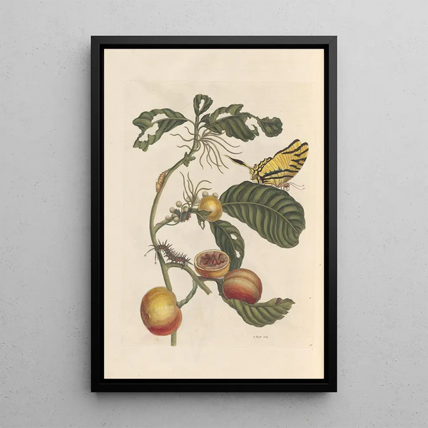 Dissertation on the generation and transformations of insects from Suriname Pl69 - Maria Sibylla Merian — framed artwork on a wall
