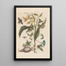 Dissertation on the generation and transformations of insects from Suriname Pl70 - Maria Sibylla Merian — framed artwork on a wall