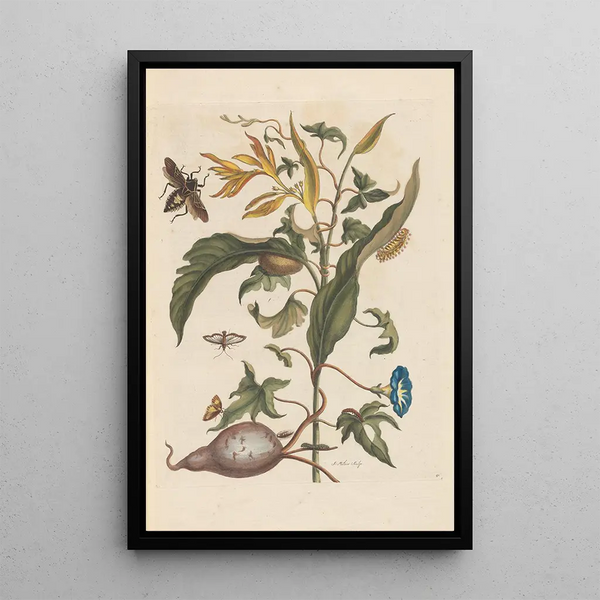Dissertation on the generation and transformations of insects from Suriname Pl70 - Maria Sibylla Merian — framed artwork on a wall