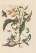 Dissertation on the generation and transformations of insects from Suriname Pl70 - Maria Sibylla Merian — artwork view